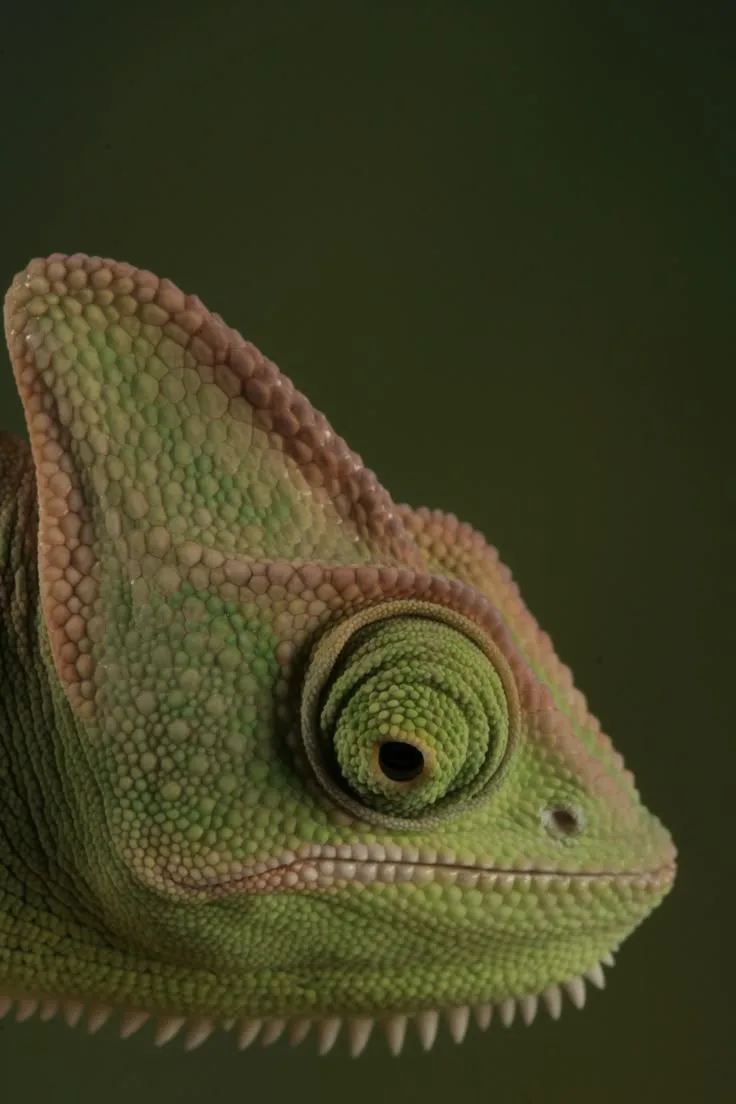 reptiles that start with v