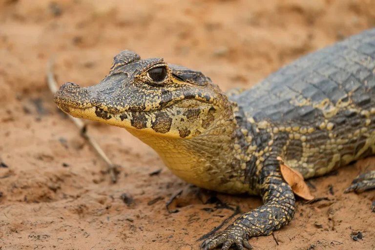 reptiles that start with y