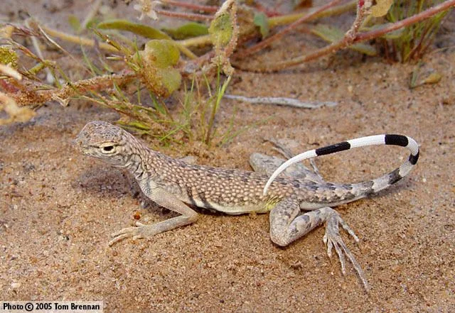reptiles that start with z
