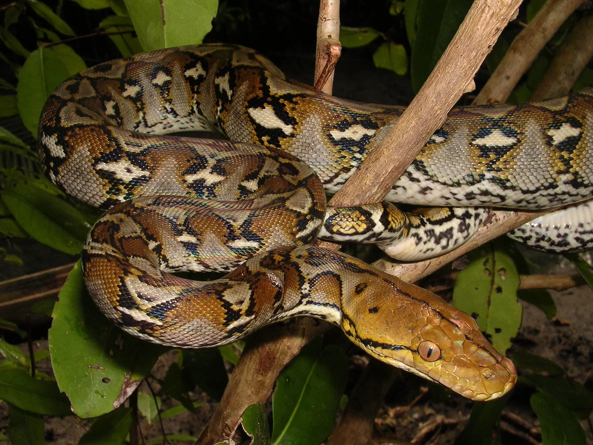 reticulated python