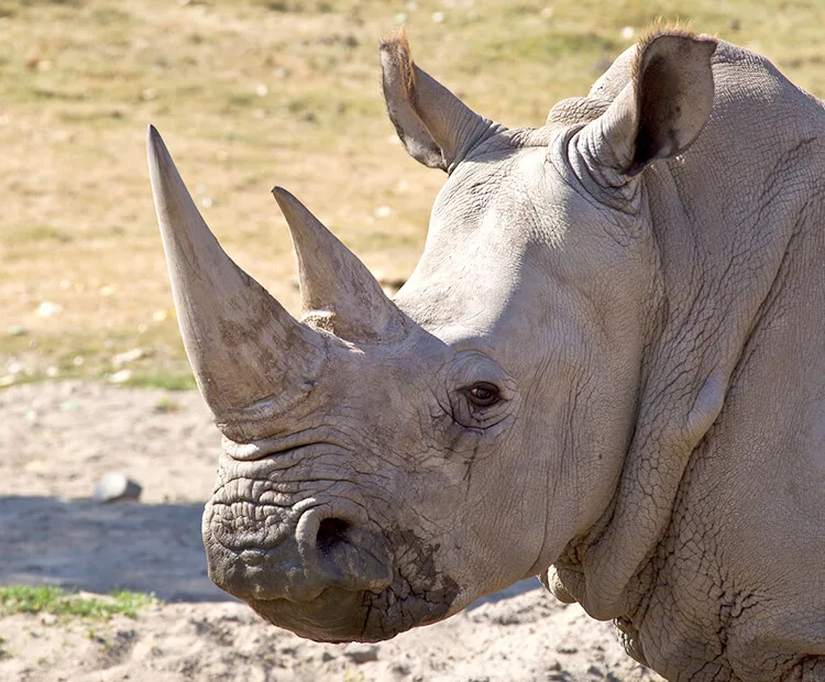 Rhinoceros