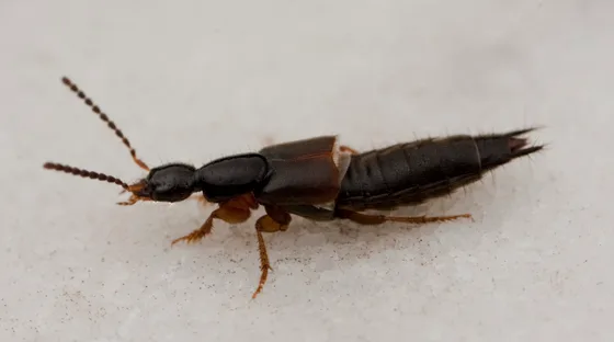 Rove Beetle vs Earwig