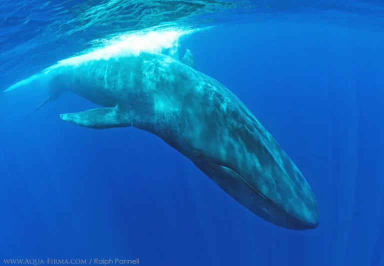 sea animals that start with b