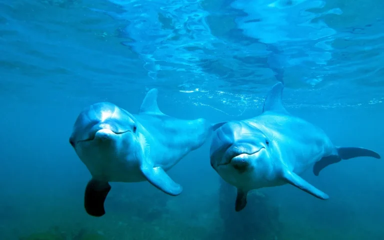 sea animals that start with d