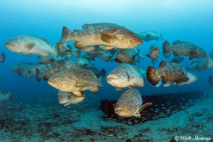 sea animals that start with g
