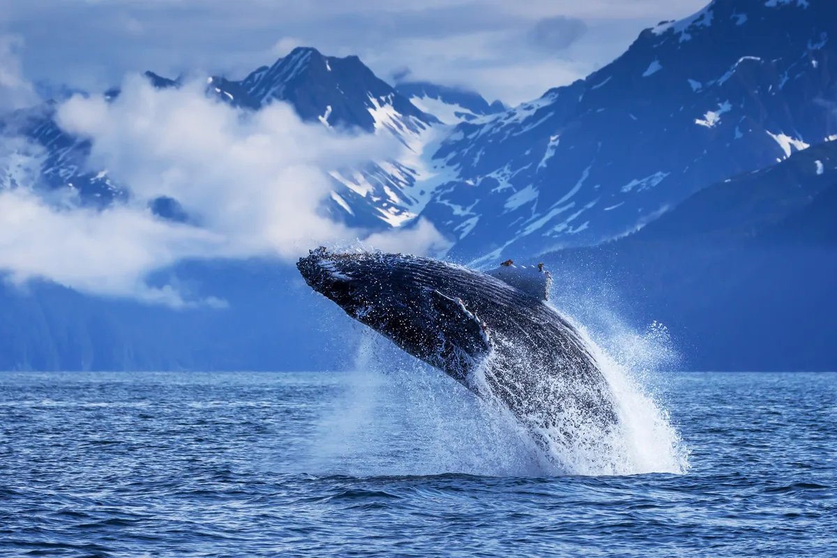 sea animals that start with h