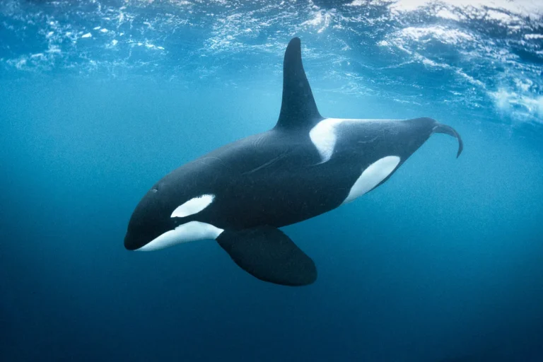 sea animals that start with k