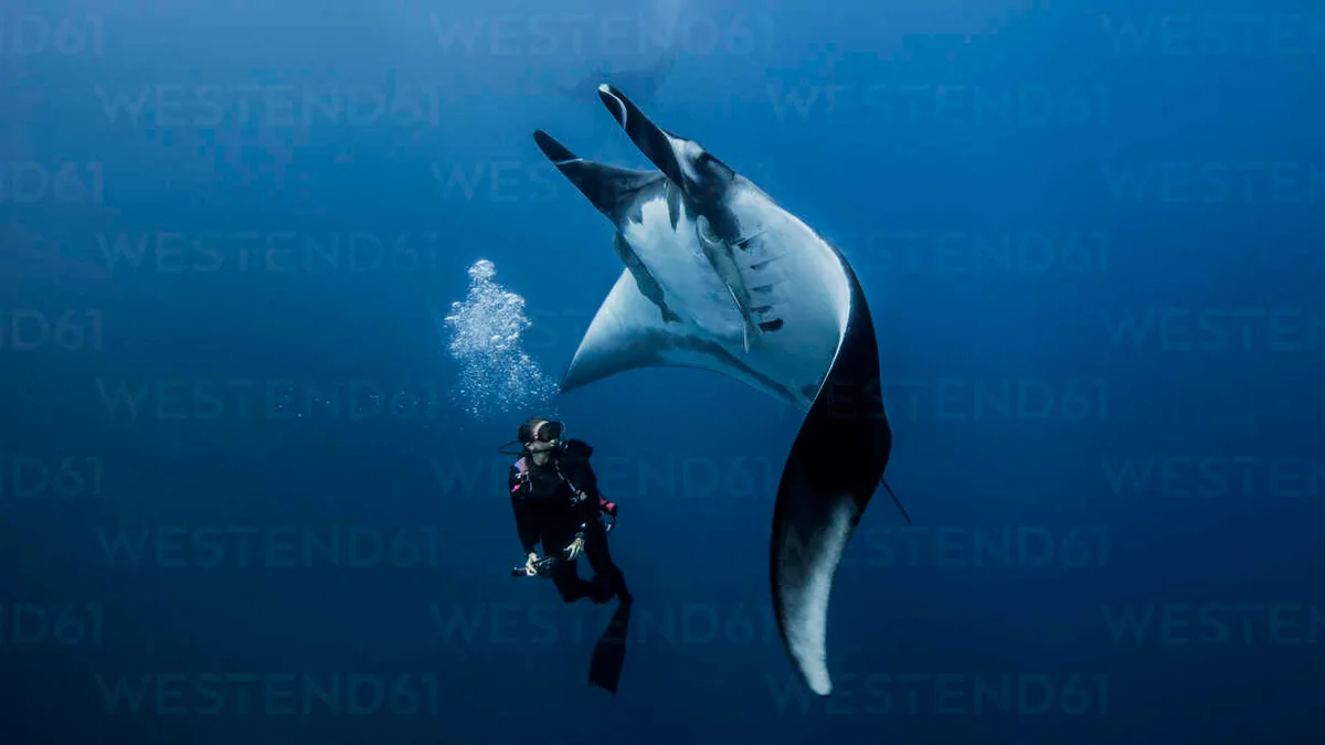 sea animals that start with m