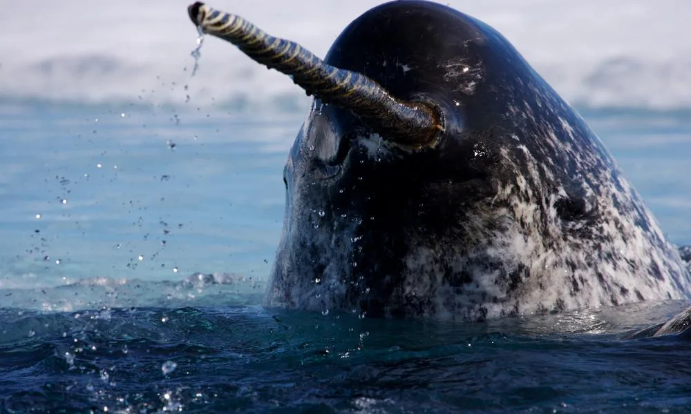 sea animals that start with n