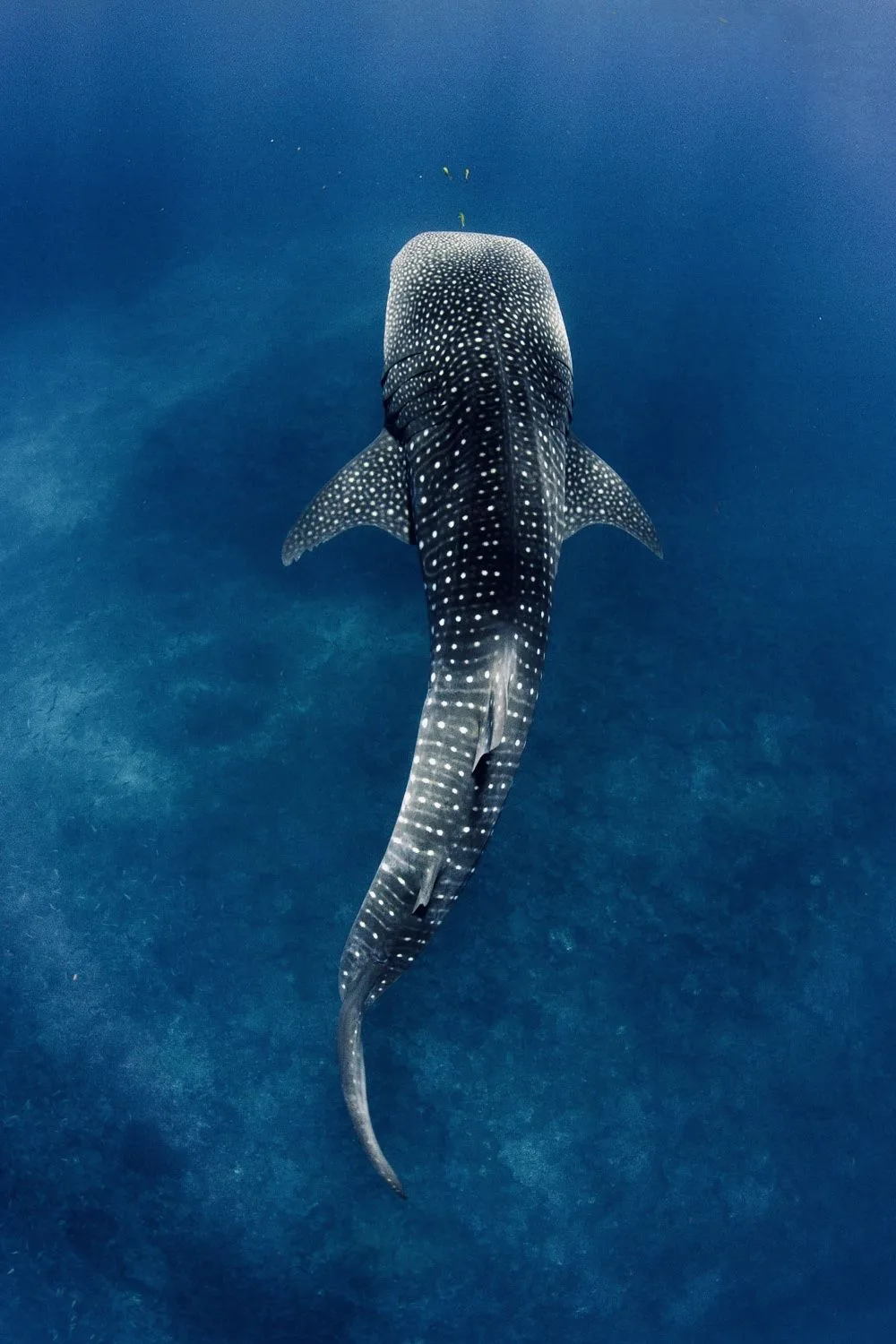 sea animals that start with w
