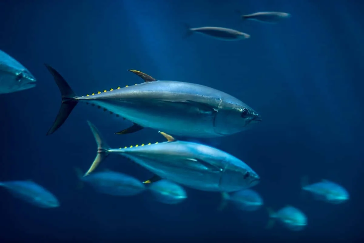 sea animals that start with y