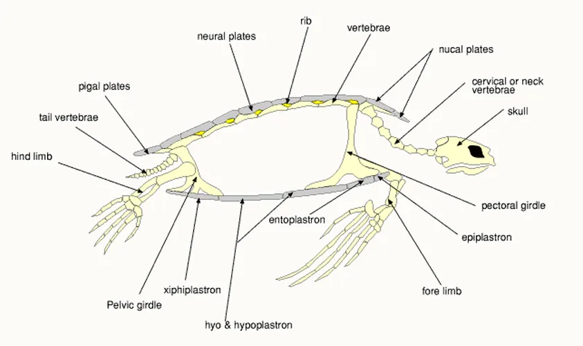 sea turtle shell