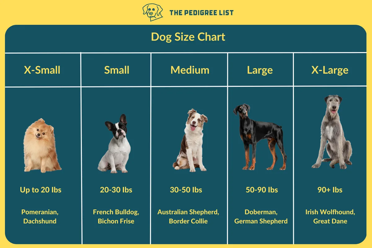 size comparison