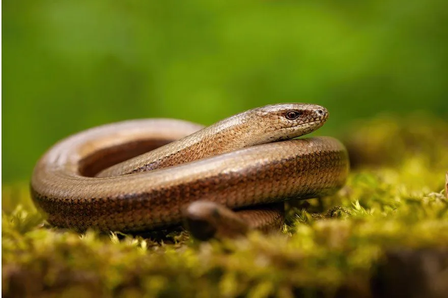 slow worm