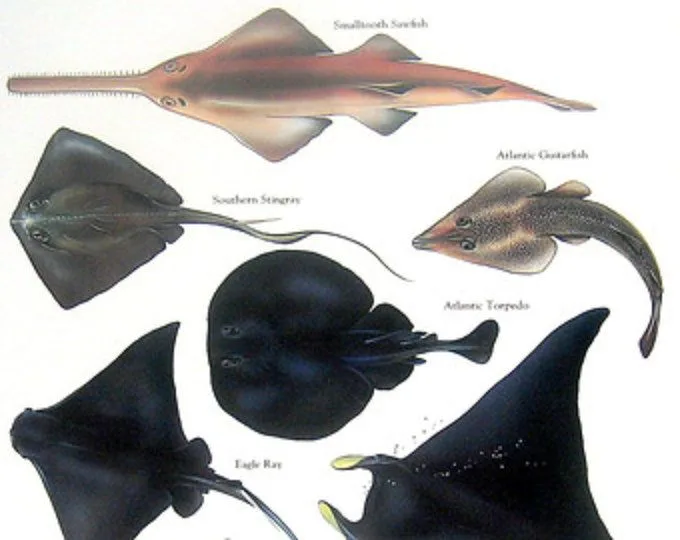 stingray
