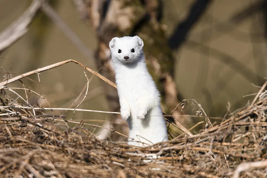 stoat