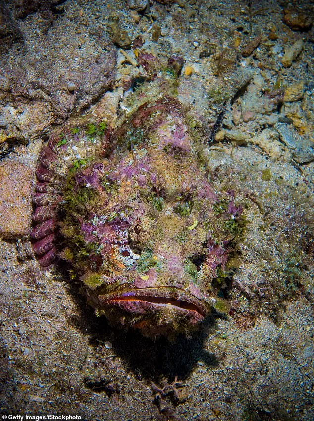 stonefish