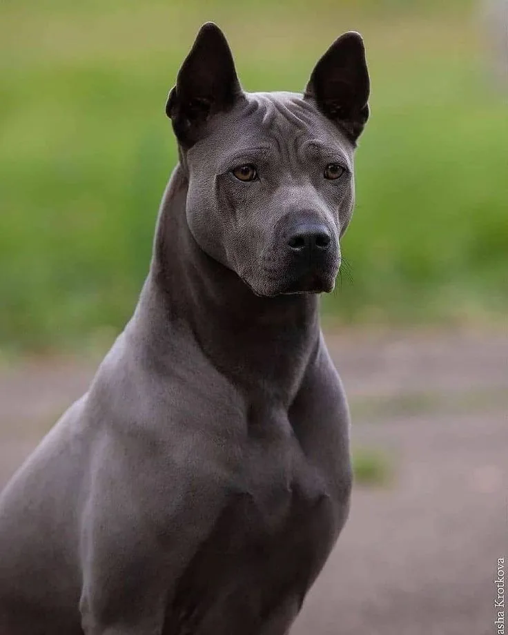 Thai Ridgeback