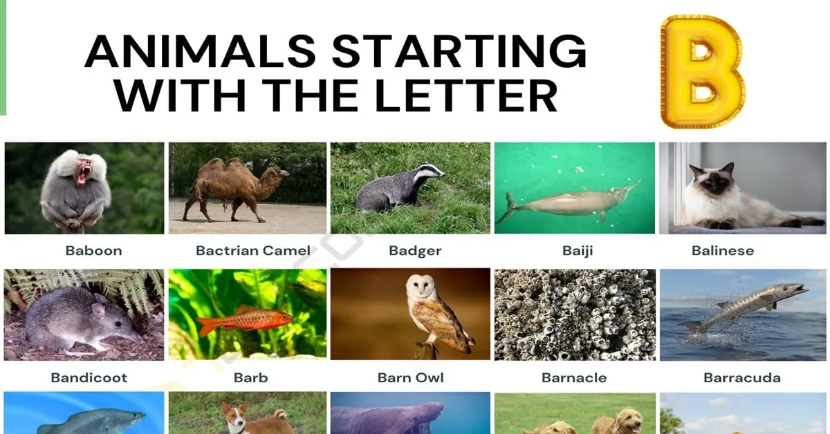 The Quick List: 30+ Animals That Start With B