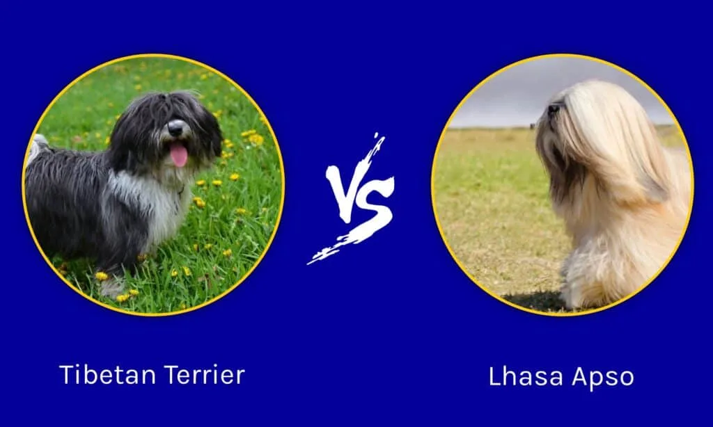 Tibetan Terrier vs Tibetan Spaniel