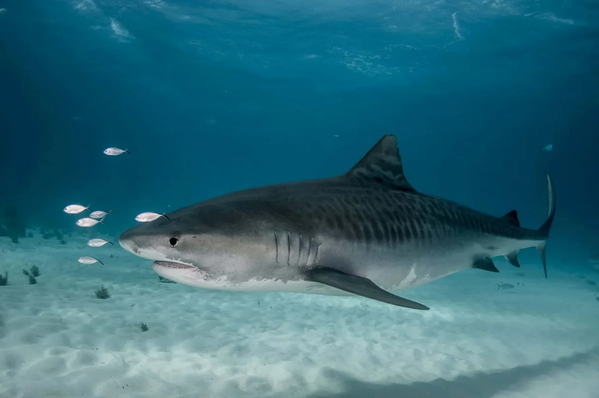 tiger shark
