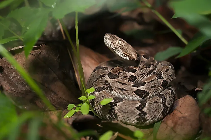 timber rattlesnake