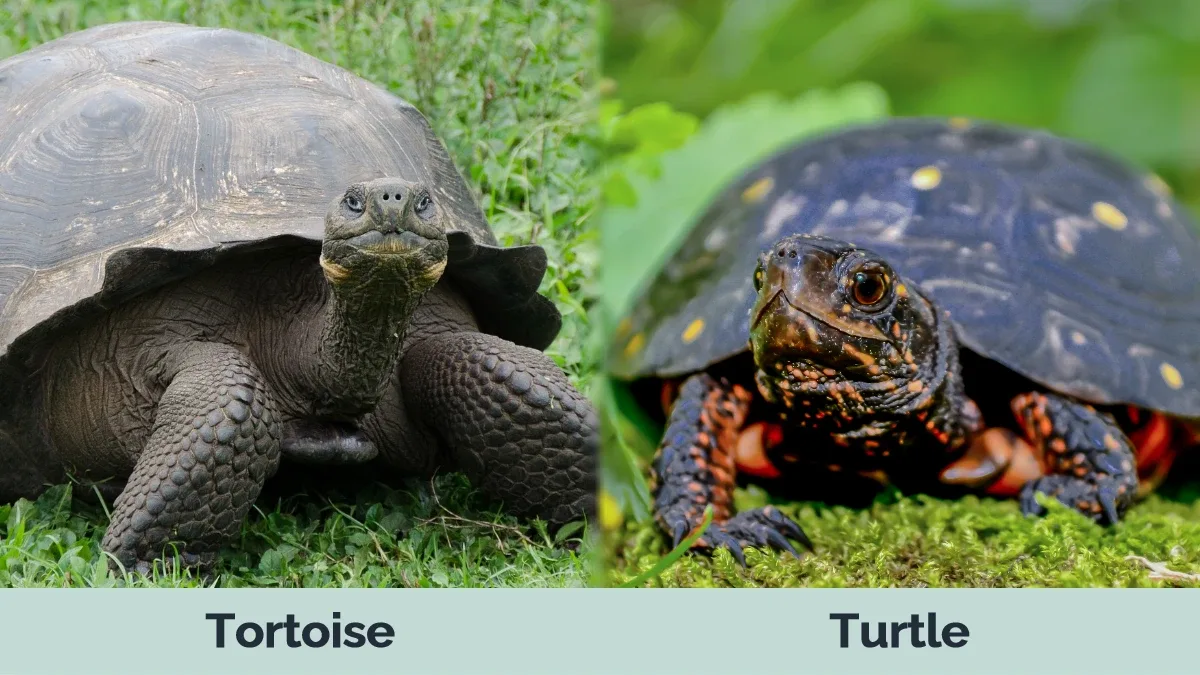 tortoise vs turtle