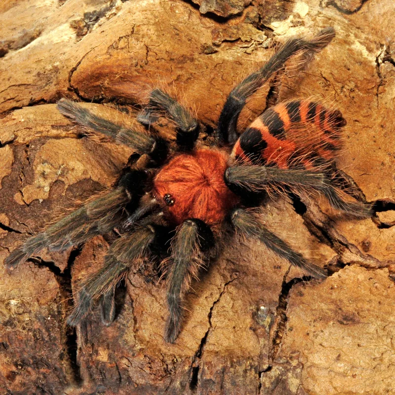 toucan tiger tarantula turtle