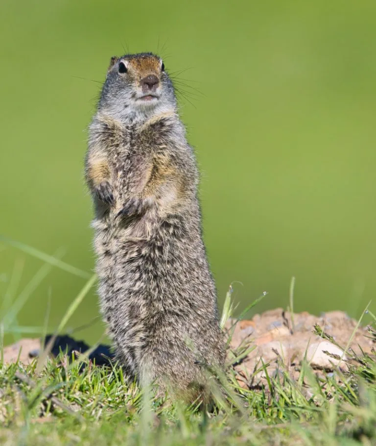 Uinta ground squirrel