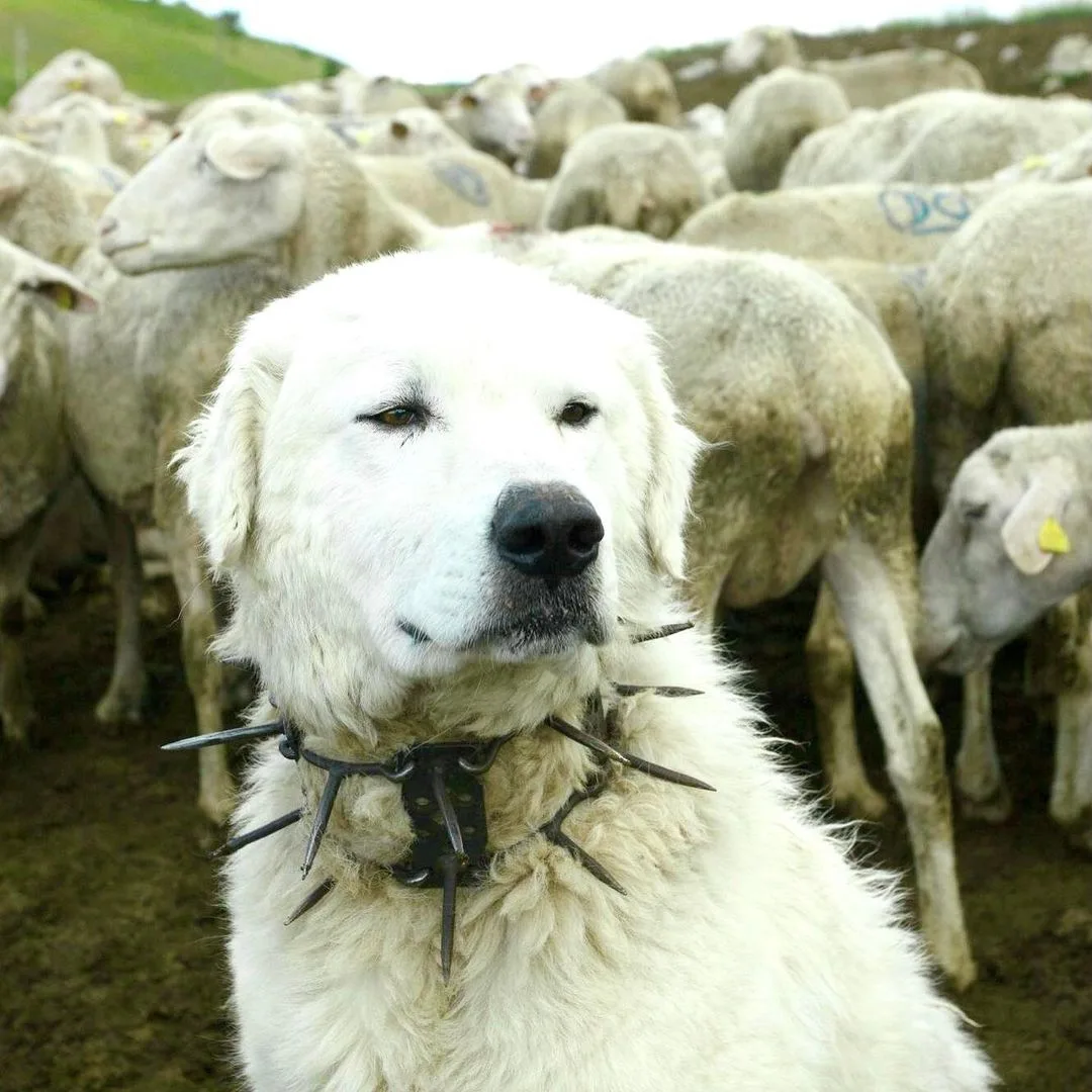 Ukrainian Shepherd Dog