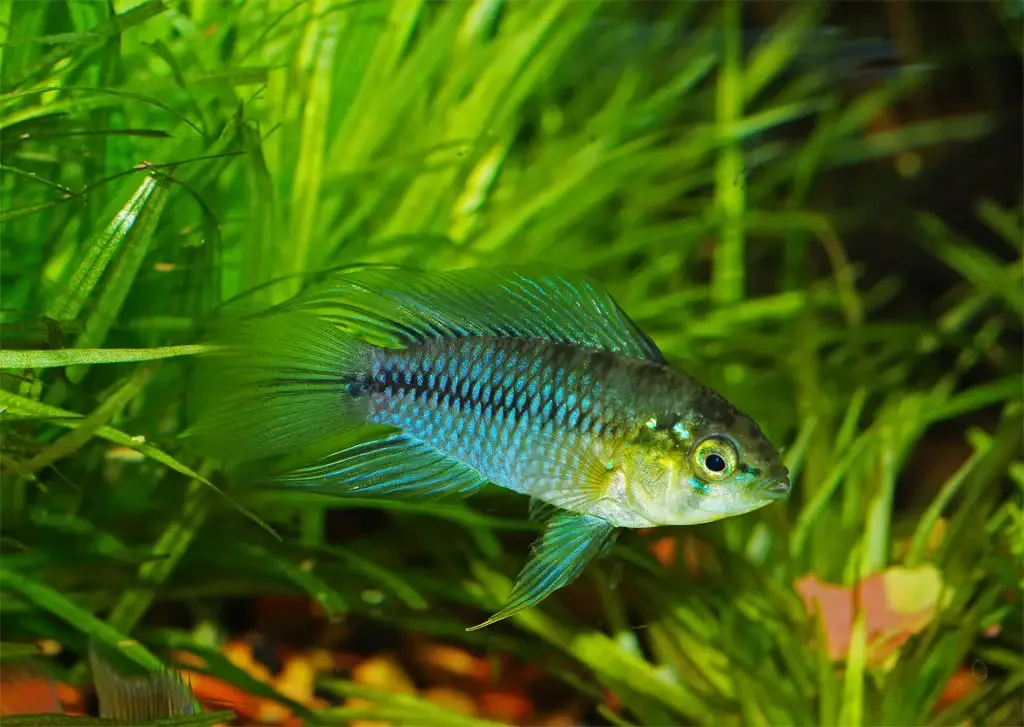Umbrella Cichlid