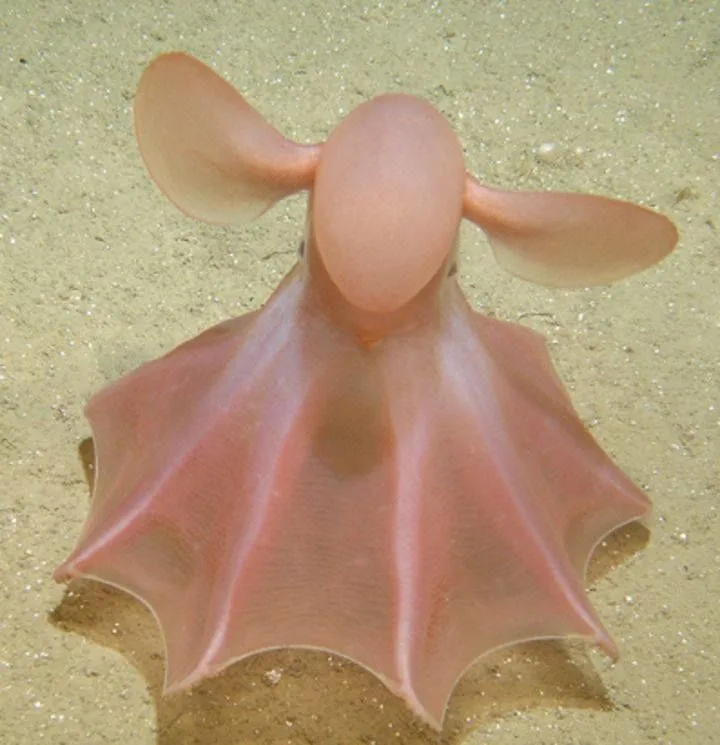 umbrella octopus