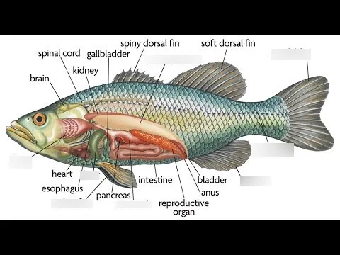 unicornfish and fish identification