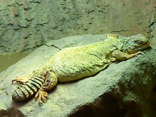 Uromastyx geyri