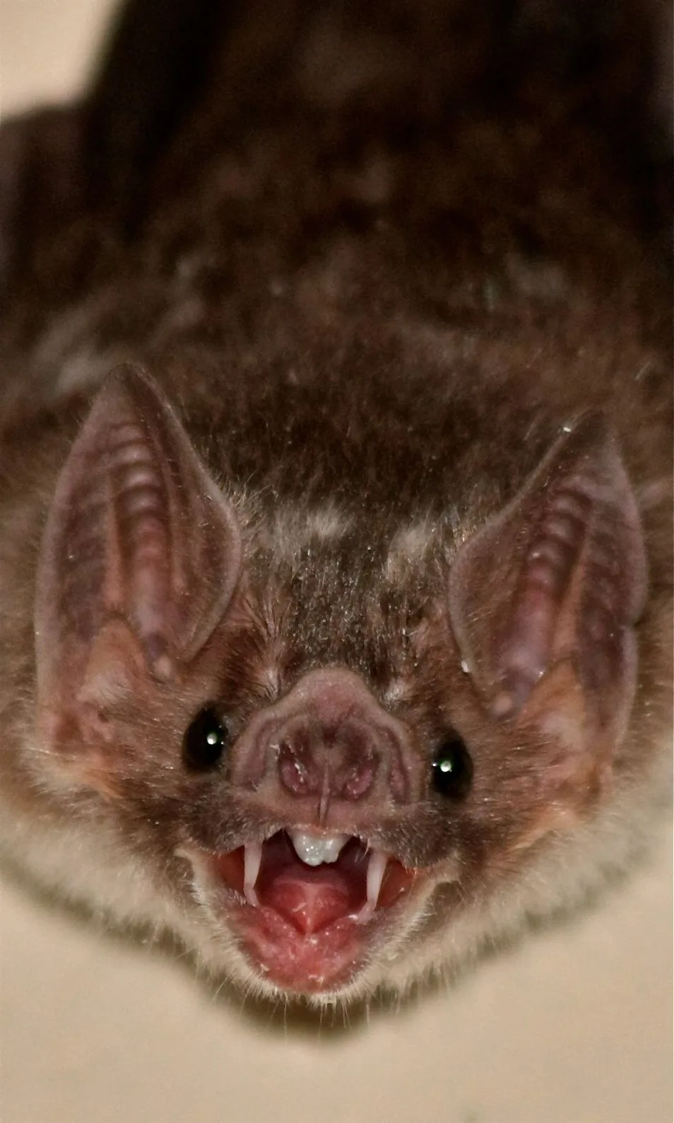vampire bat