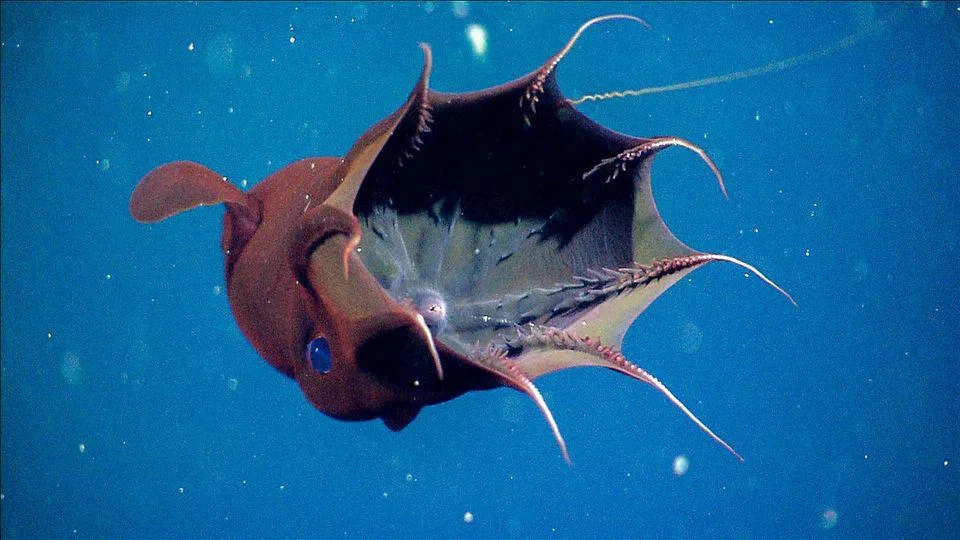 vampire squid