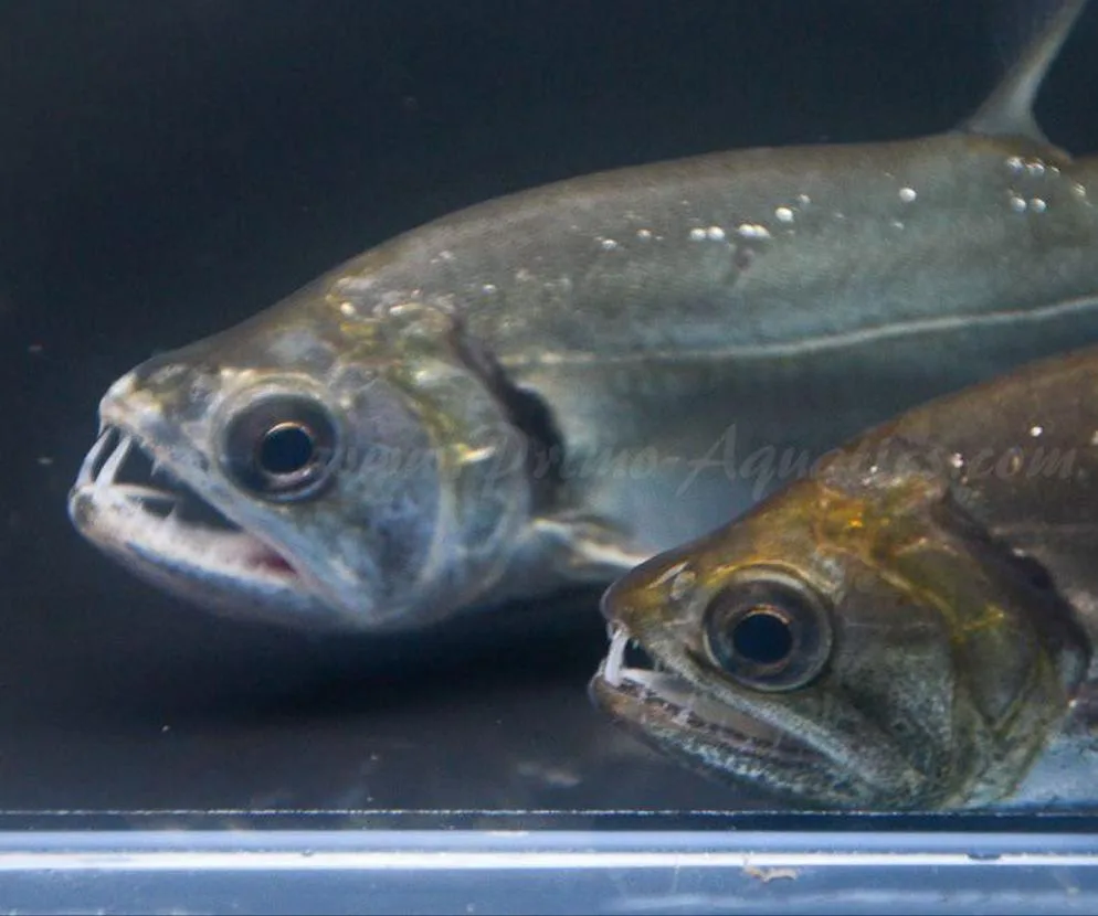 Vampire Tetra Payara