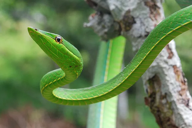 vine snake