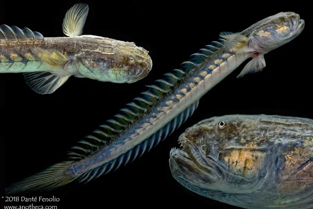 Violet Goby