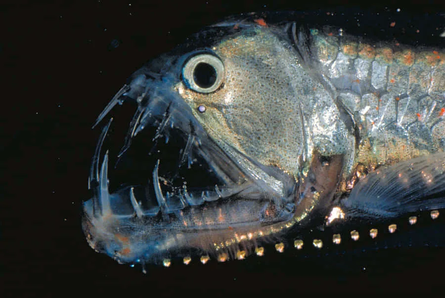 viperfish close-up