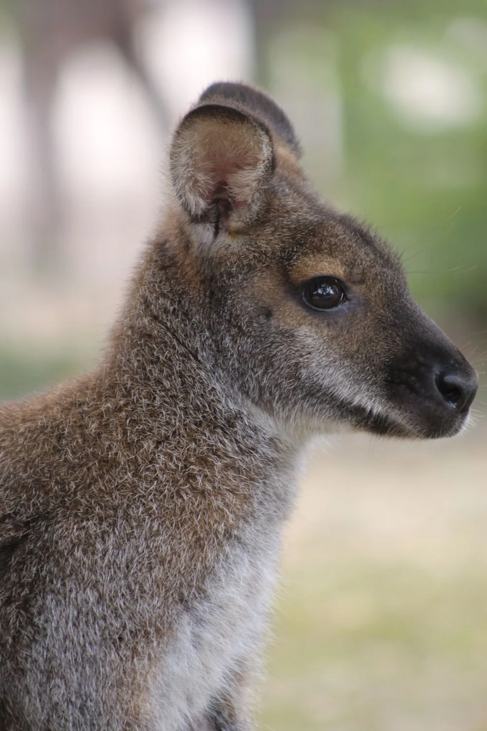 wallaby