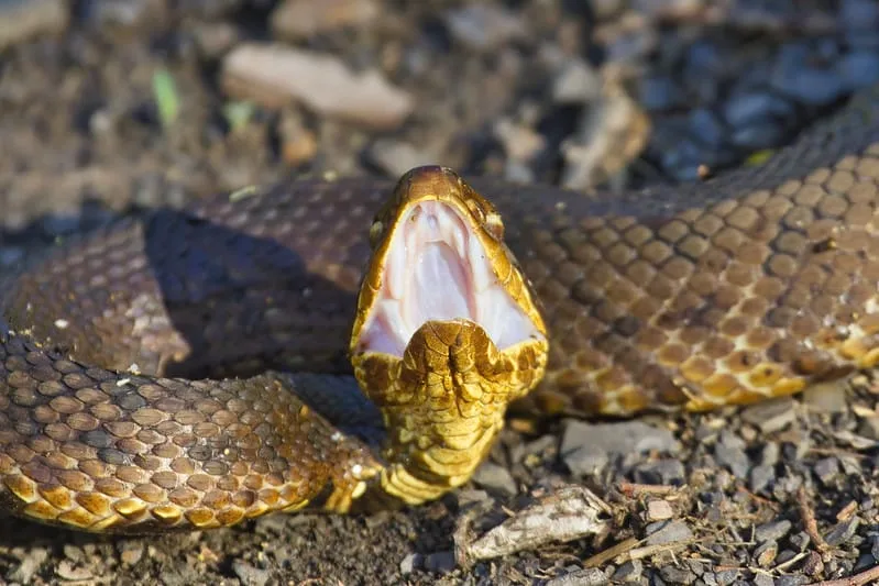 water moccasin cottonmouth