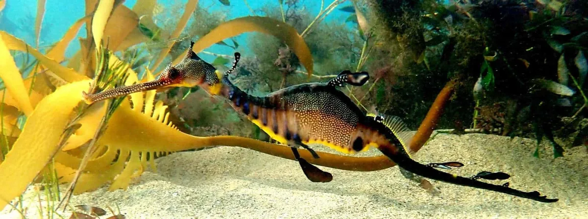 weedy sea dragon