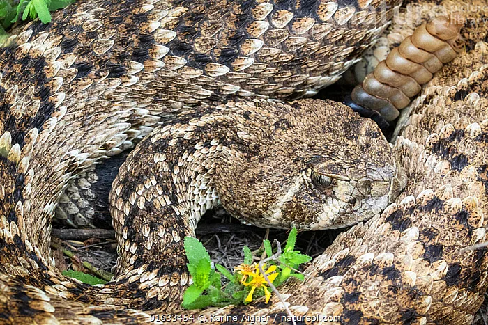 western diamondback rattlesnake