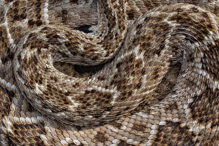 western diamondback rattlesnake