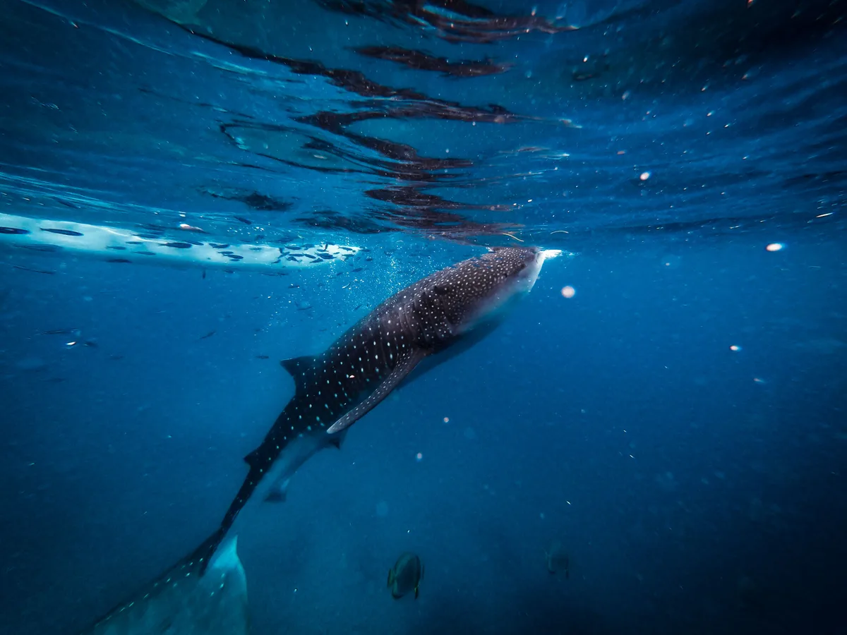whale shark