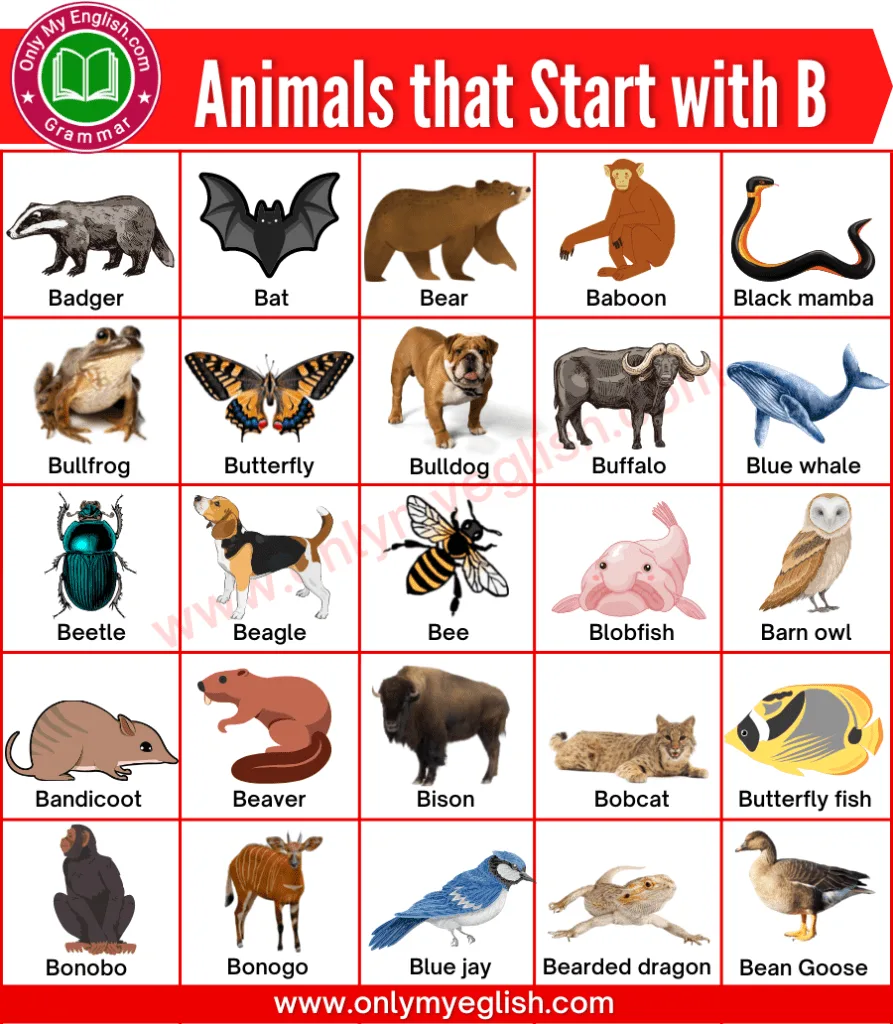 Why Visuals Are the Secret to Learning These Names