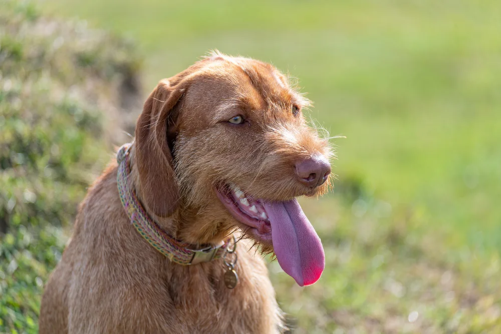 Wirehaired Vizsla