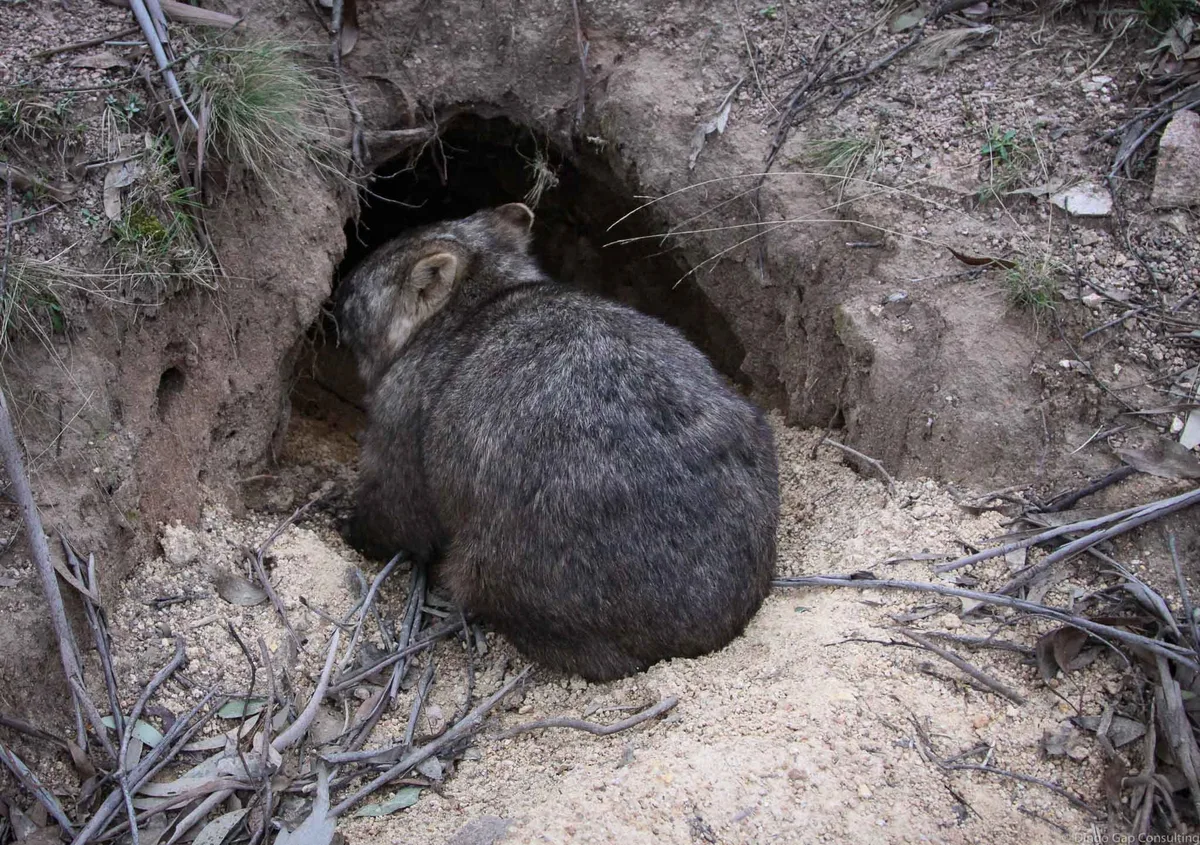 wombat