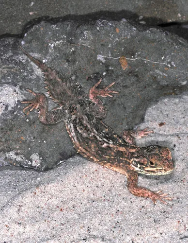 Xenagama